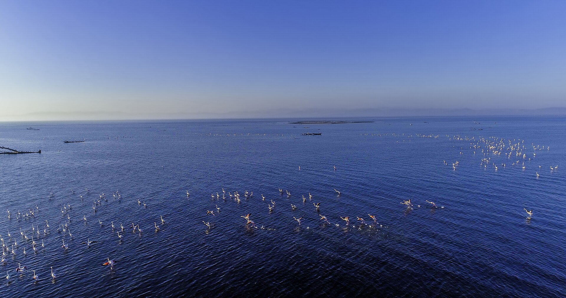 Flamingos in the Evros Delta wetlands