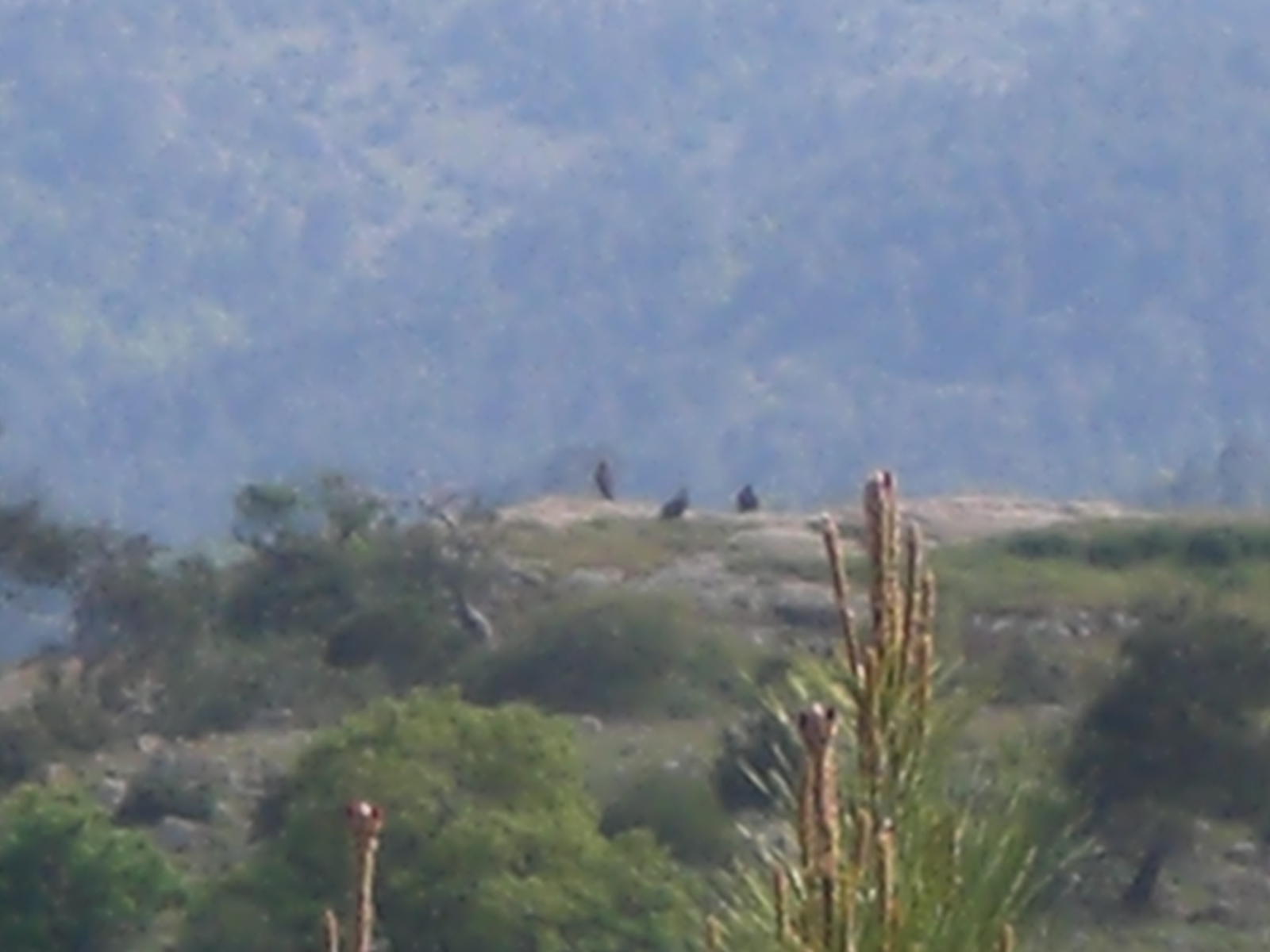 Vultures on a hillside in Dadia Forest